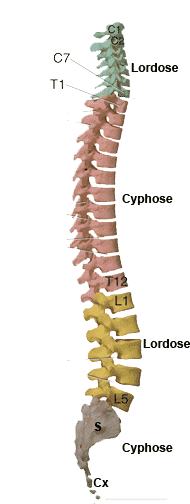 courbes de la colonne- chiropractie toulouse