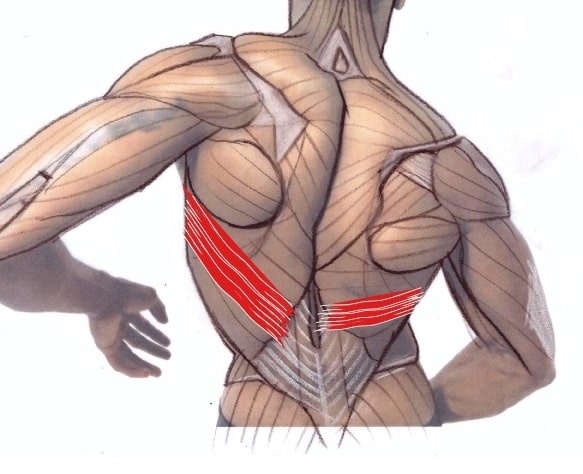 muscles aberrance scoliose et chiropraxie