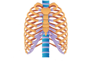 torsions des côtes et chiropractie