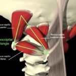 Chiropractie: Les Techniques « Hautes Cervicales Spécifiques »