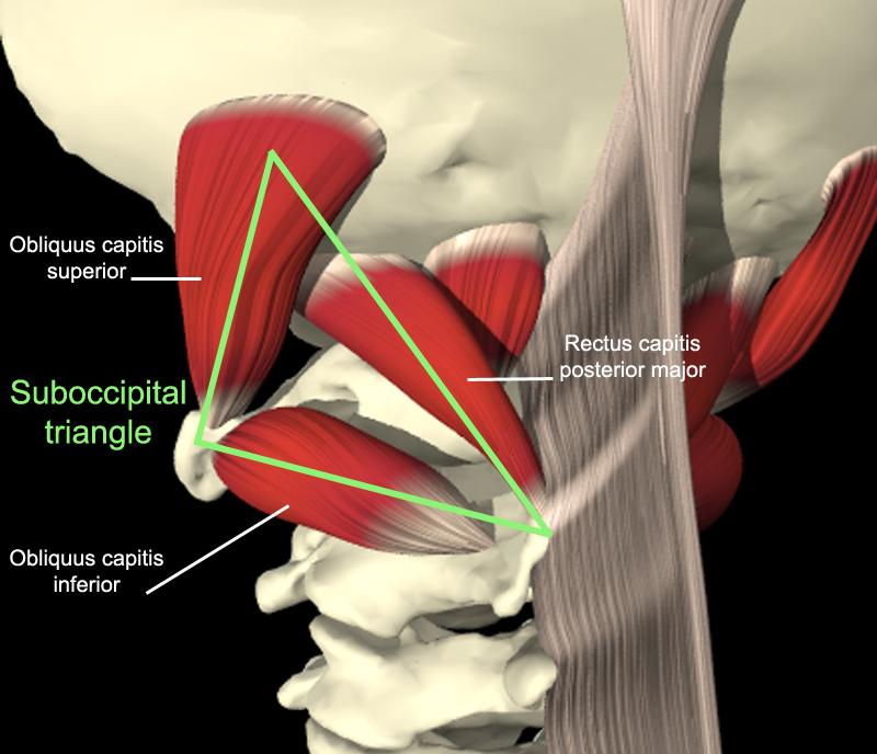 muscles sub-occipitaux