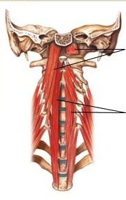 muscles profonds des cervicales