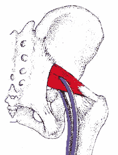 muscle pyramidale et nerf sciatique