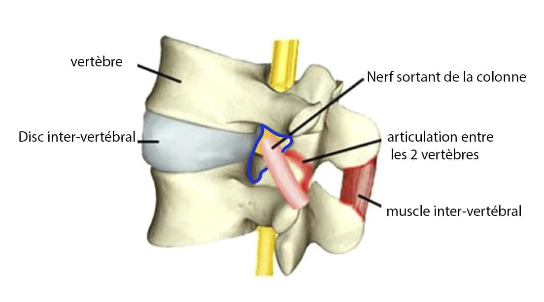 foramen intervertébrale