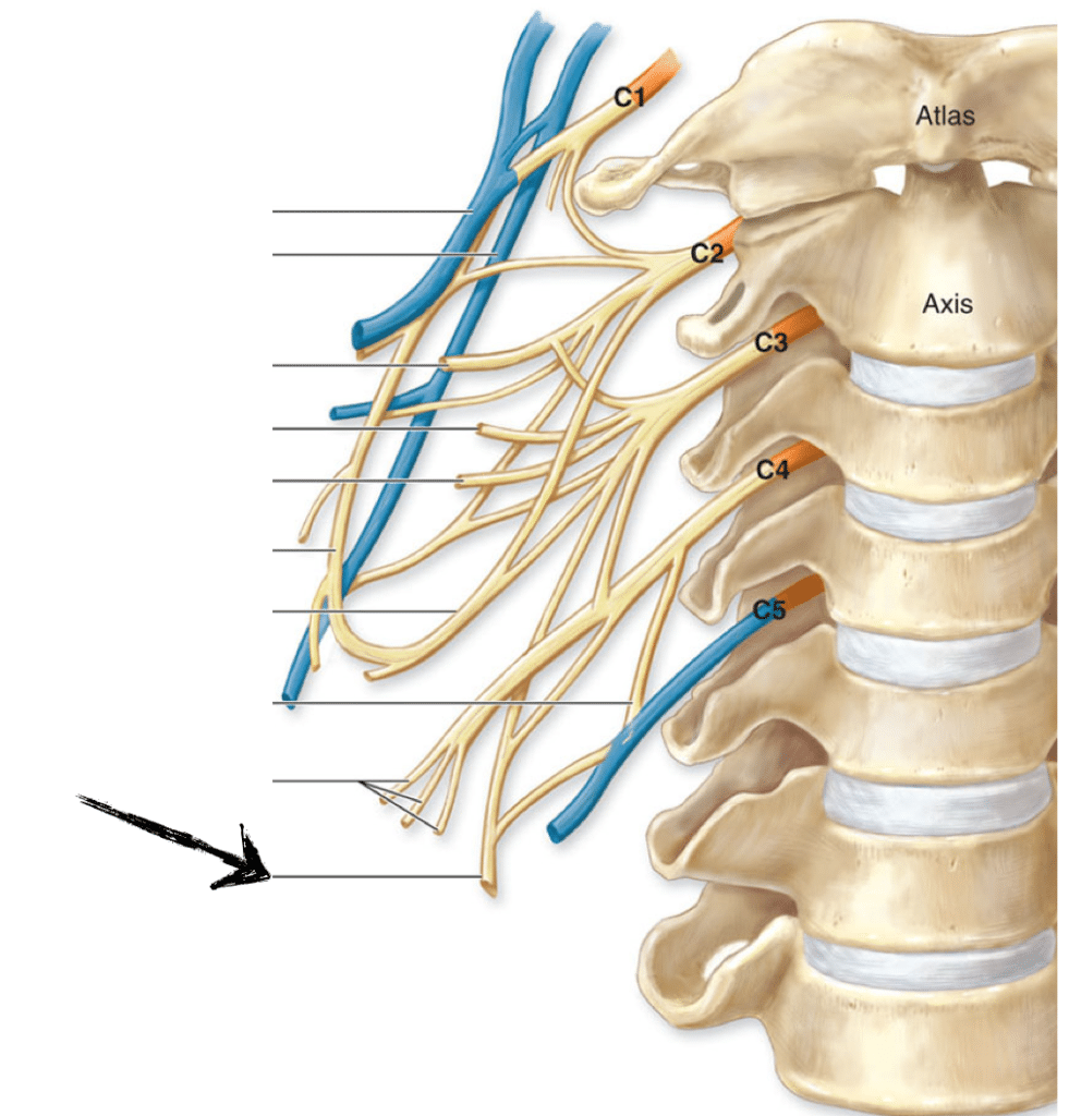 chiropractie et NCB: le plexus brachial