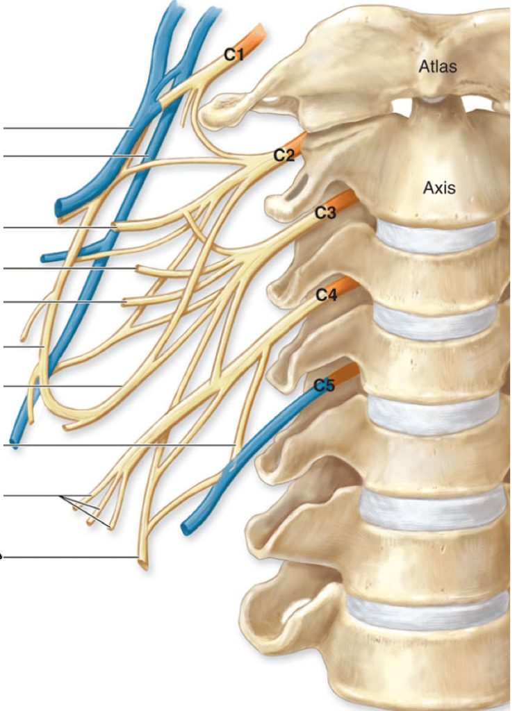 chiropractie et NCB: le plexus brachial