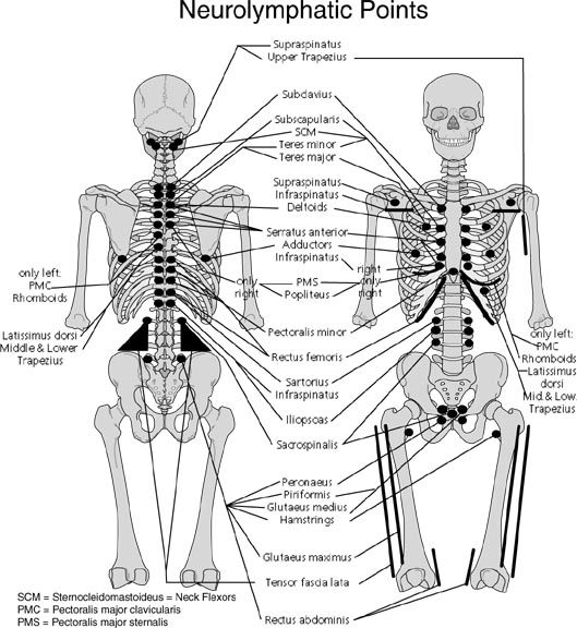 points reflexes kinesiologie et chiropractie