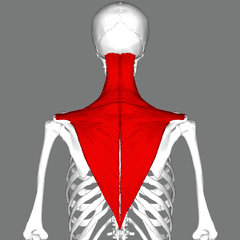 le trapèze en chiropractie