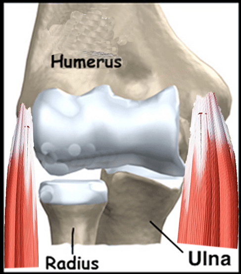 coude et tendons en chiropratie