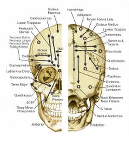 points neurovasculaires en kinésiologie