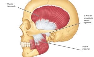 muscles et articulation de l'ATM