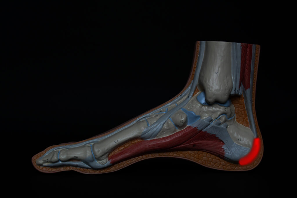 anatomie-du-pied-chiropractie