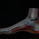anatomie-du-pied-chiropractie