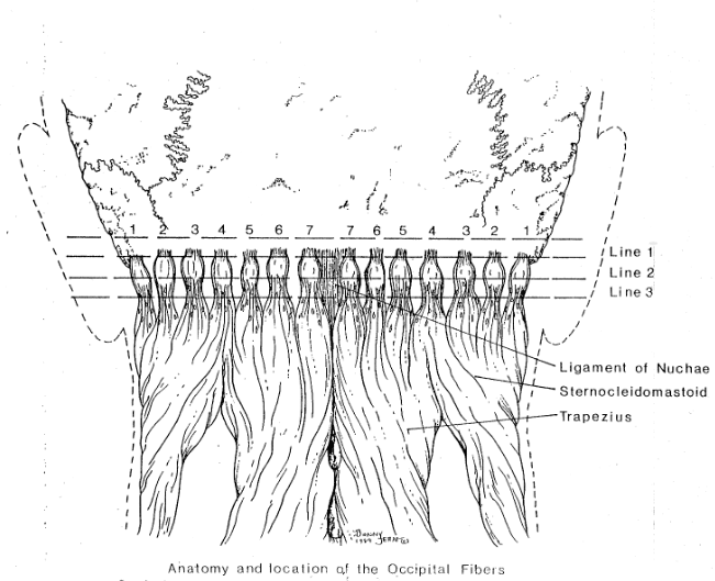 Fibres occipitales- sot- chiropraxie