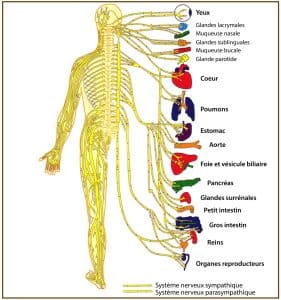 nerfs-organes-chiropractie-reloaded