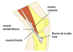 pate d'oie eet chiropractie