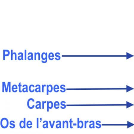 poignet et structures osseuses- chiropractie