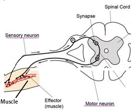 arc reflexe neurologique en chiropraxie