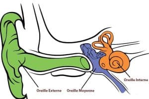 oreille-interne-et-chiropractie