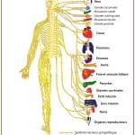 Les réflexes viscéro-somatiques et la chiropractie: