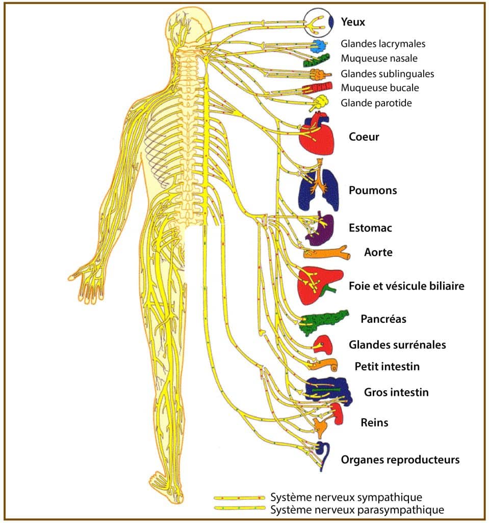 nerfs-organes-chiropractie-neurologie