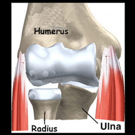 coude et tendons en chiropratie