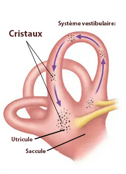 cristaux et système vestibulaire - chiropractie